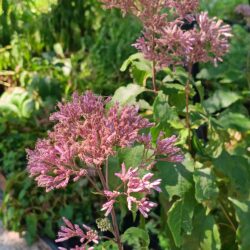 Eupatorium maculatum «Atropurpureum» (Konopljuša)