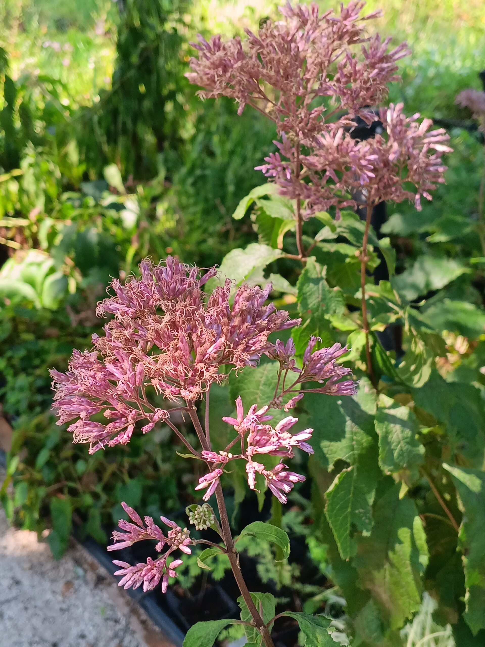 Eupatorium maculatum «Atropurpureum» (Konopljuša)