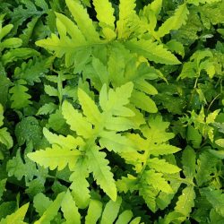 Onoclea sensibilis (Močvarna Paprat)