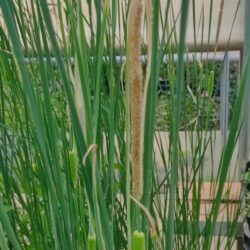 Typha laxmannii (Rogoz)