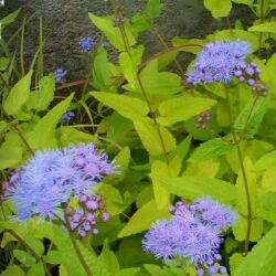 Eupatorium coelestinum (Konopljuša)