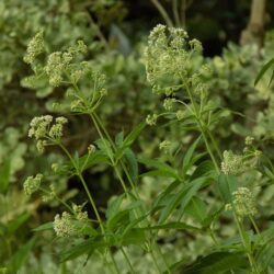 Eupatorium fistulosum f. albidum «Ivory towers» (Konopljuša)