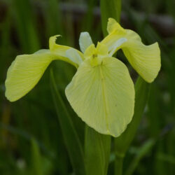 Iris pseudacorus var. bastardii (Europska močvarna perunika)