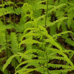 Thelypteris palustris (Zelenka) – Močvarna Paprat