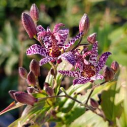Tricyrtis macropoda hybr.