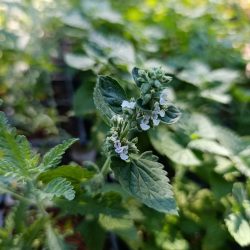 Nepeta cataria «Citrina» (Mačja metvica)