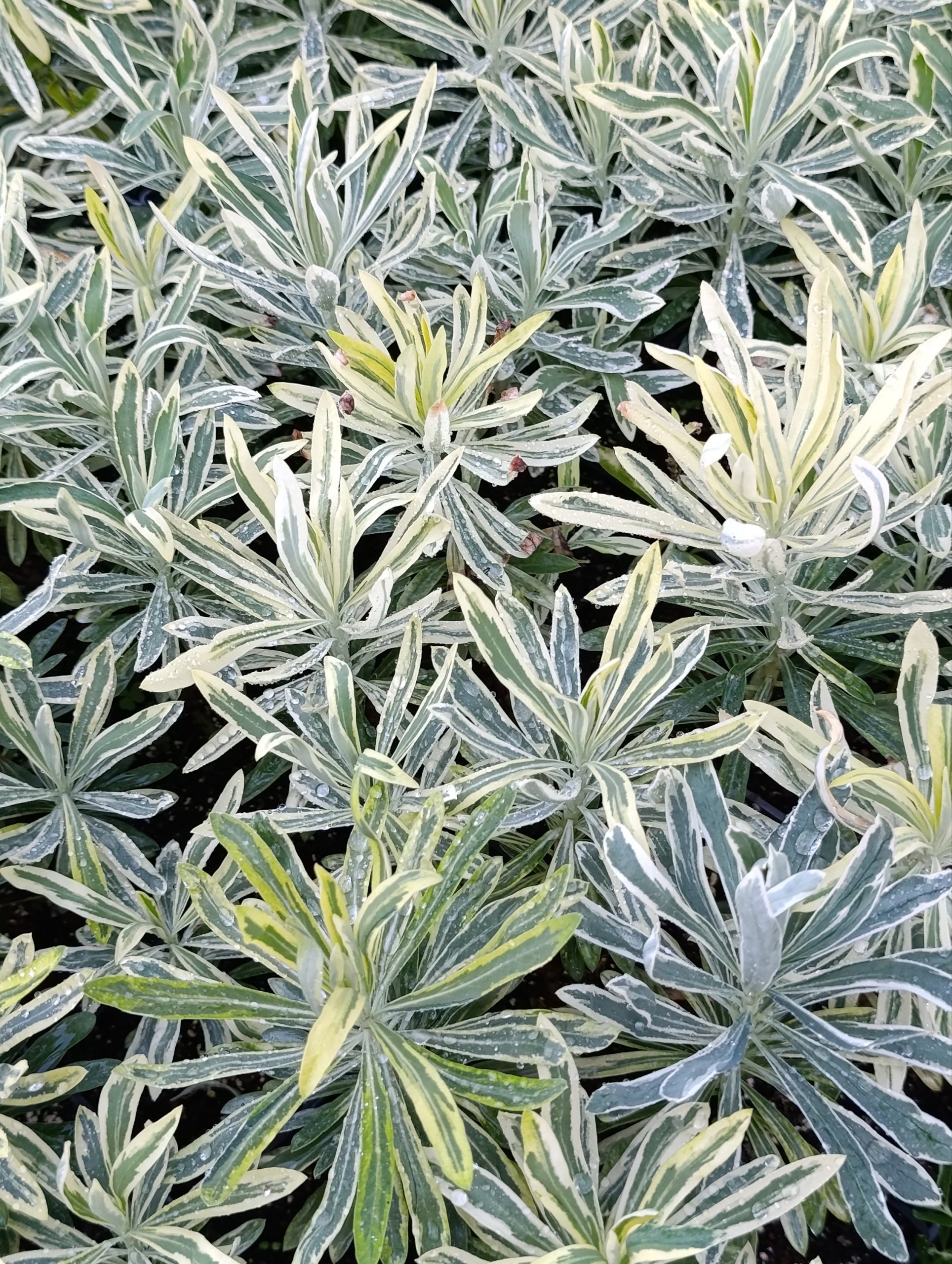Euphorbia characias «Burrow silver» (Mlječika) - Slika 2