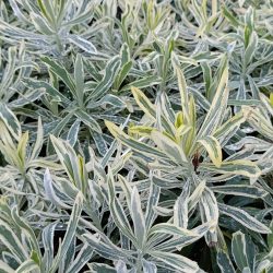 Euphorbia characias «Burrow silver» (Mlječika)