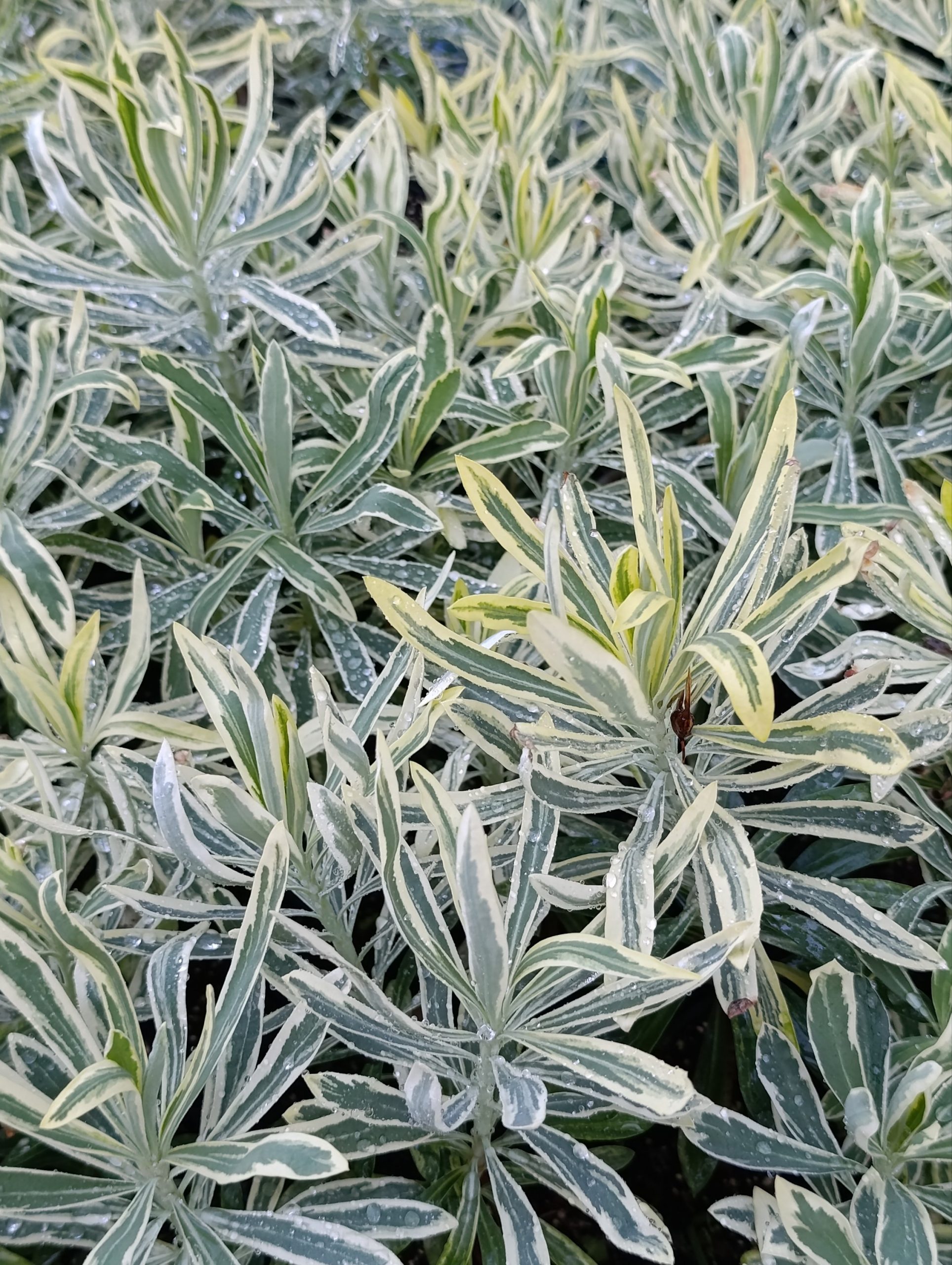 Euphorbia characias «Burrow silver» (Mlječika)