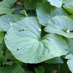 Brunnera macrophylla (Kavkavska potočnica)