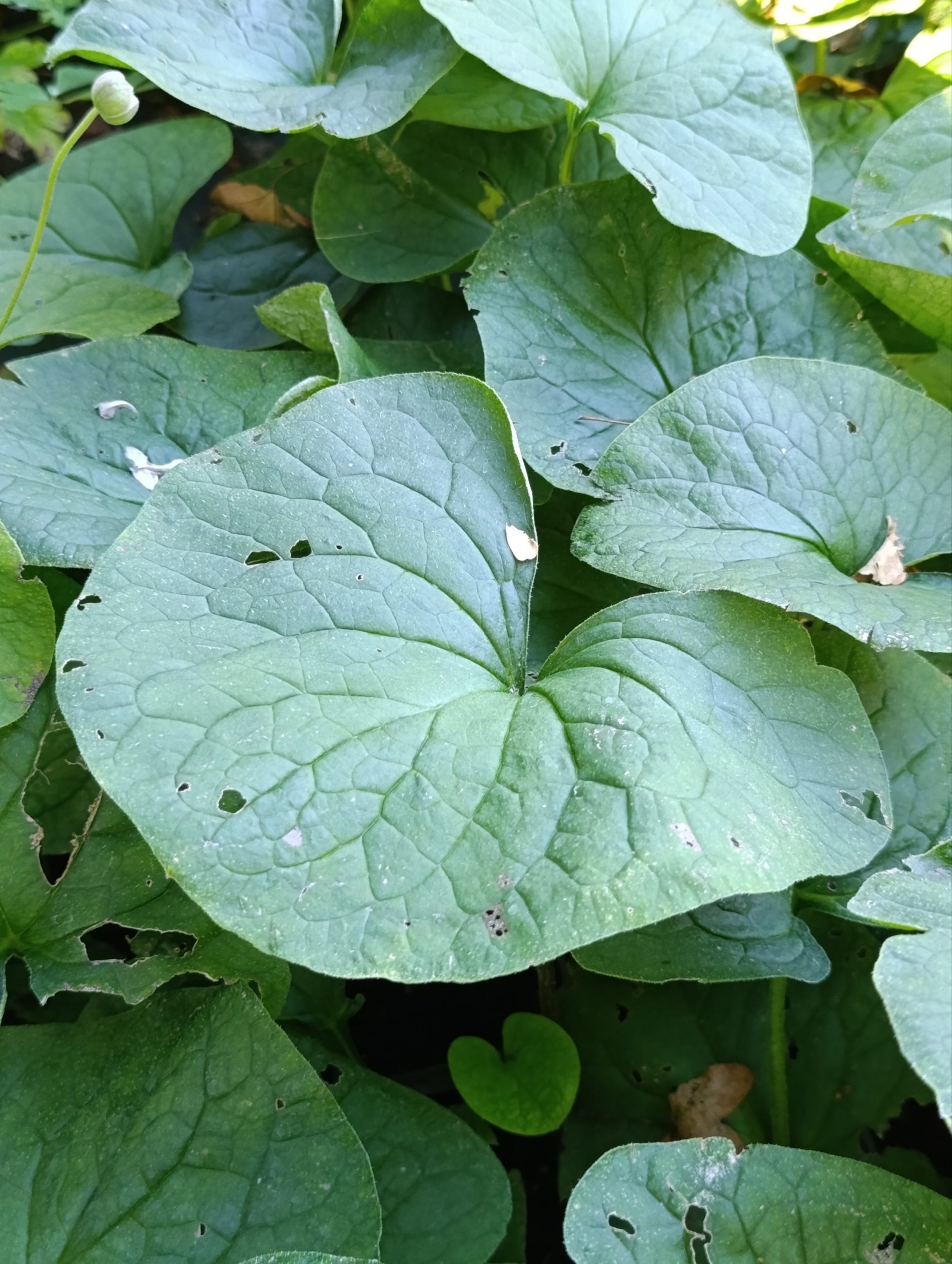 Brunnera macrophylla (Kavkavska potočnica)