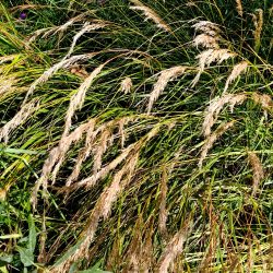 Achnatherum calamagrostis (Stipa calamagrostis)