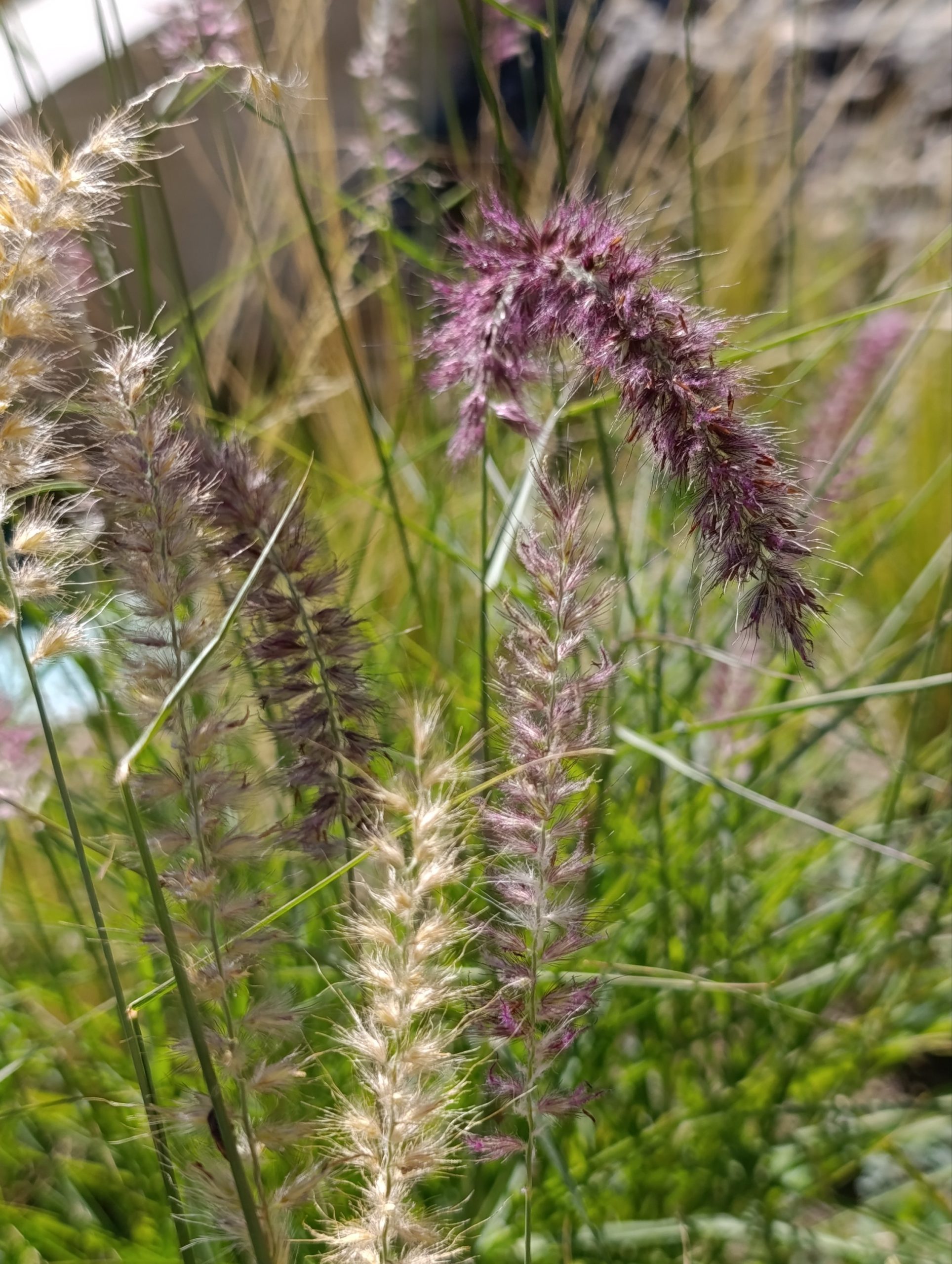 Pennisetum orientale «Karley rose» (Prosenjak) - Slika 3