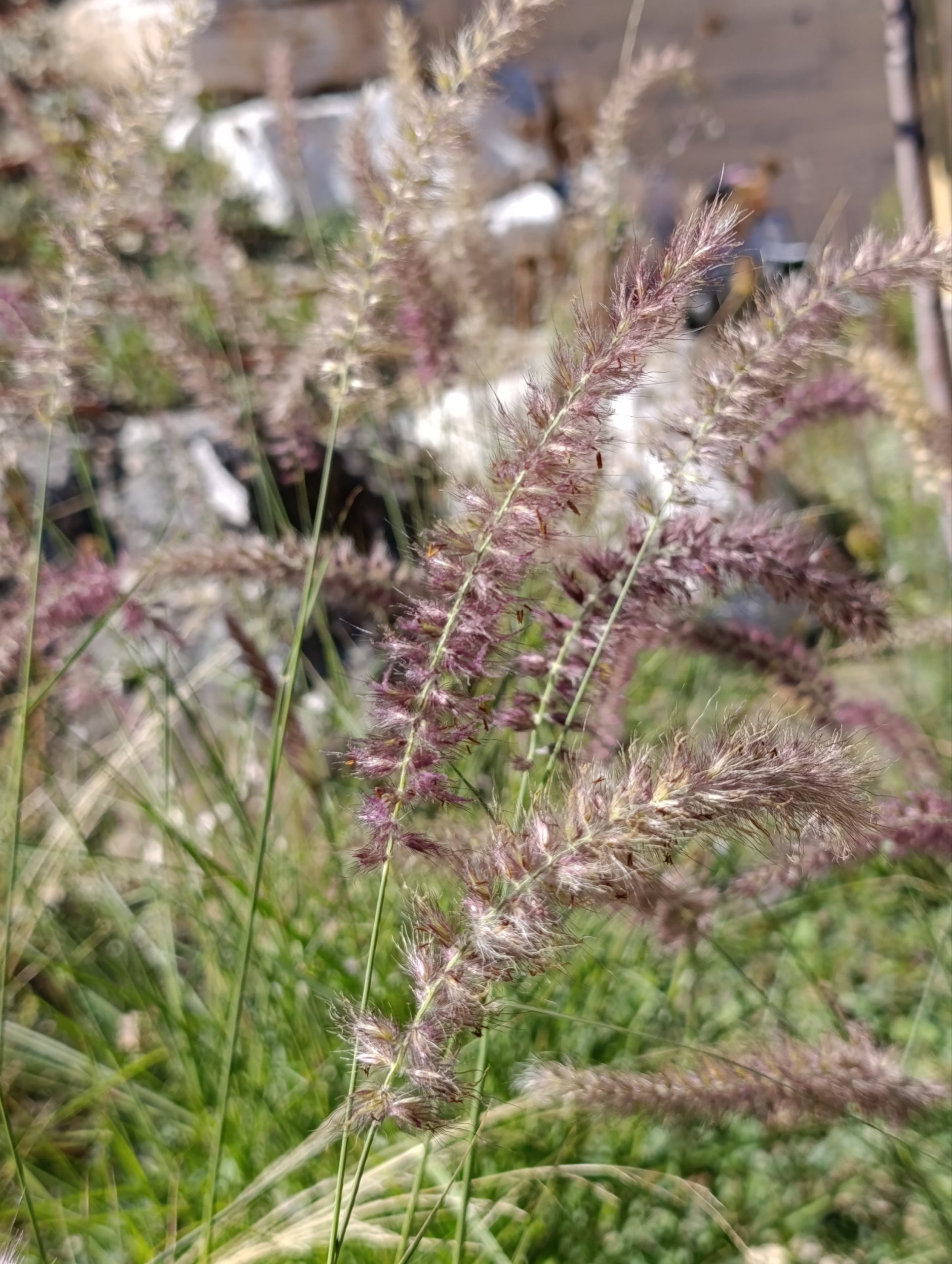 Pennisetum orientale «Karley rose» (Prosenjak) - Slika 2