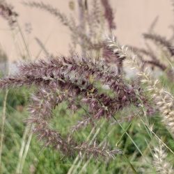 Pennisetum orientale «Karley rose»  (Prosenjak)