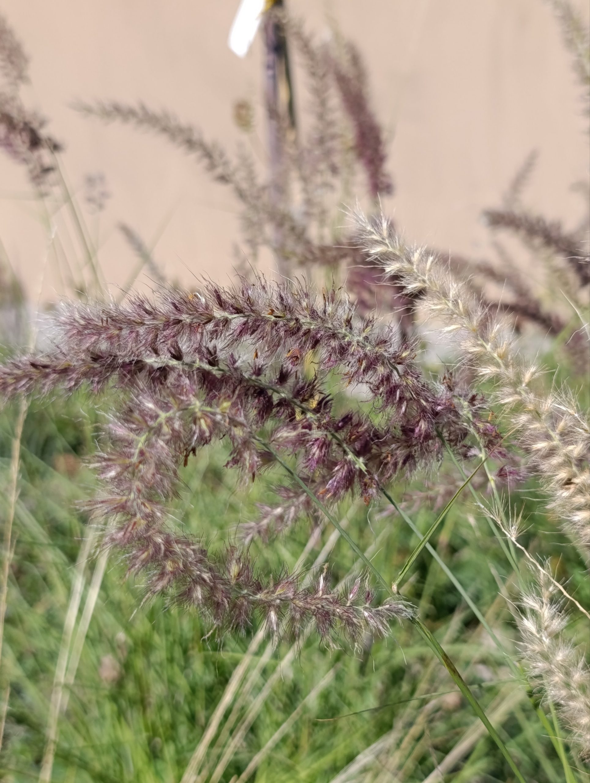 Pennisetum orientale «Karley rose» (Prosenjak)