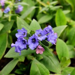 Pulmonaria angustifolia azurea (Plučnjak)