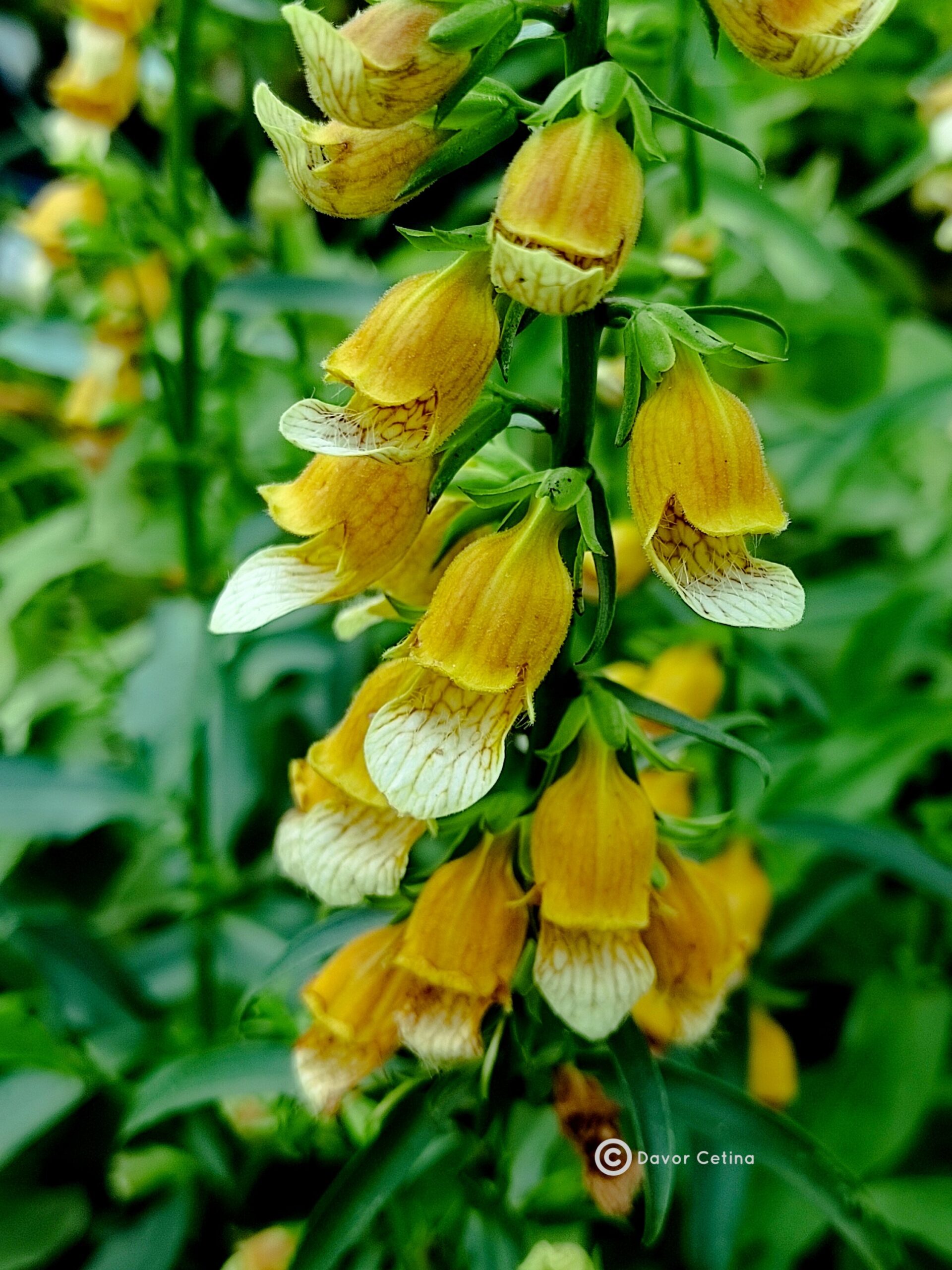 Digitalis laevigata (Naprstak) - Slika 2