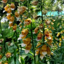 Digitalis laevigata  (Naprstak)
