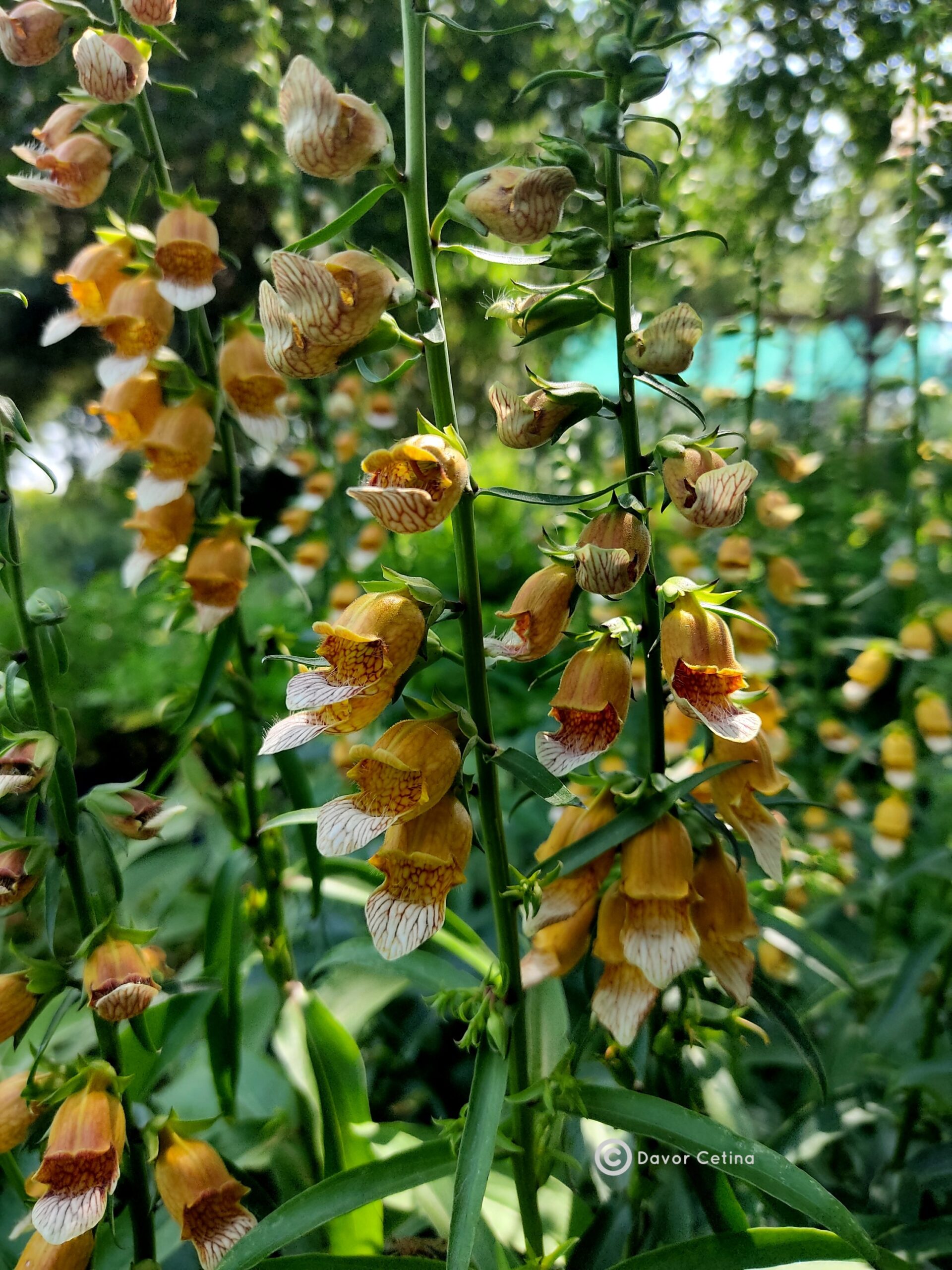 Digitalis laevigata (Naprstak)