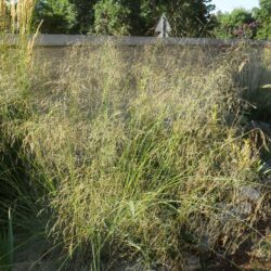 Eragrostis elliotti «Wind dancer»
