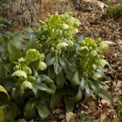 Helleborus corsicus (syn H. argutifolius) (Kukurijek)