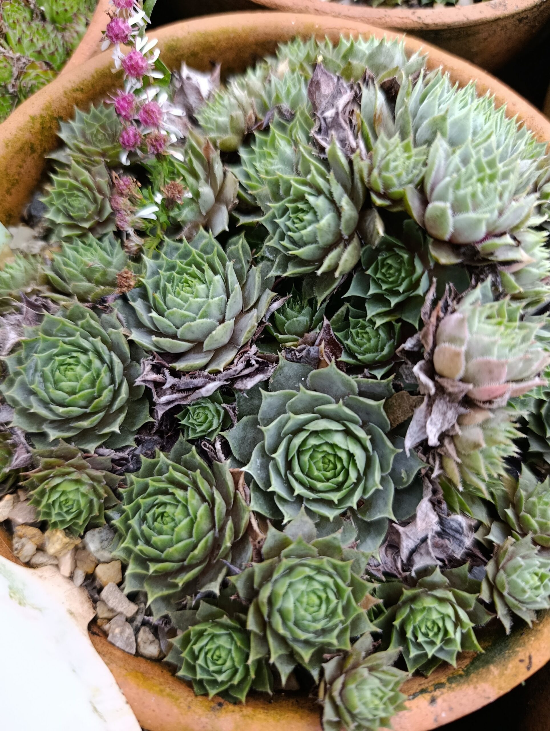 Sempervivum hybridum «Pacific blue ice» (Čuvarkuća)