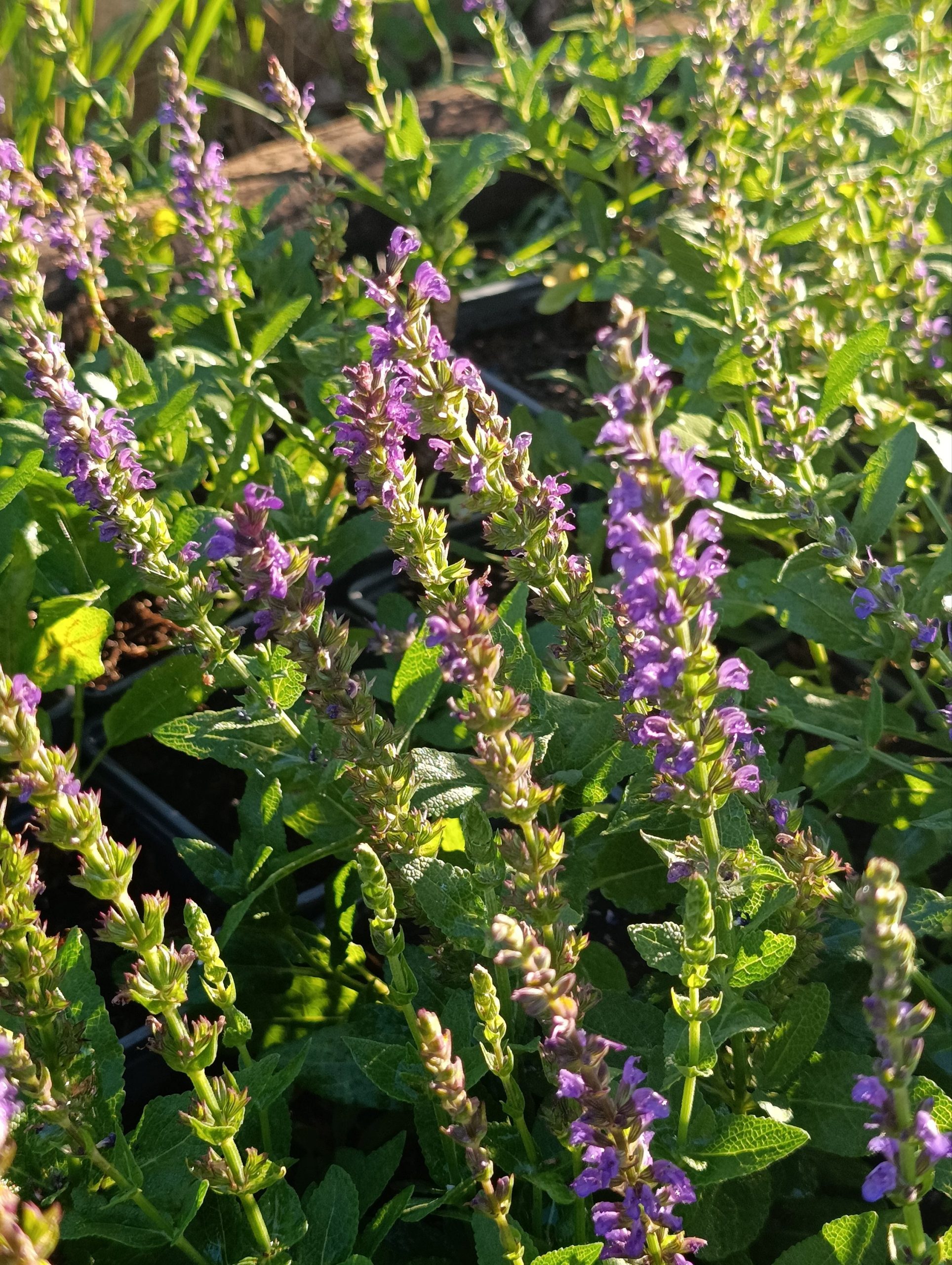 Salvia nemorosa «Ostfriesland» (Stepska kadulja) - Slika 3
