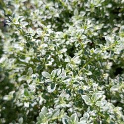 Thymus citriodorus «Lady D» (Timijan)