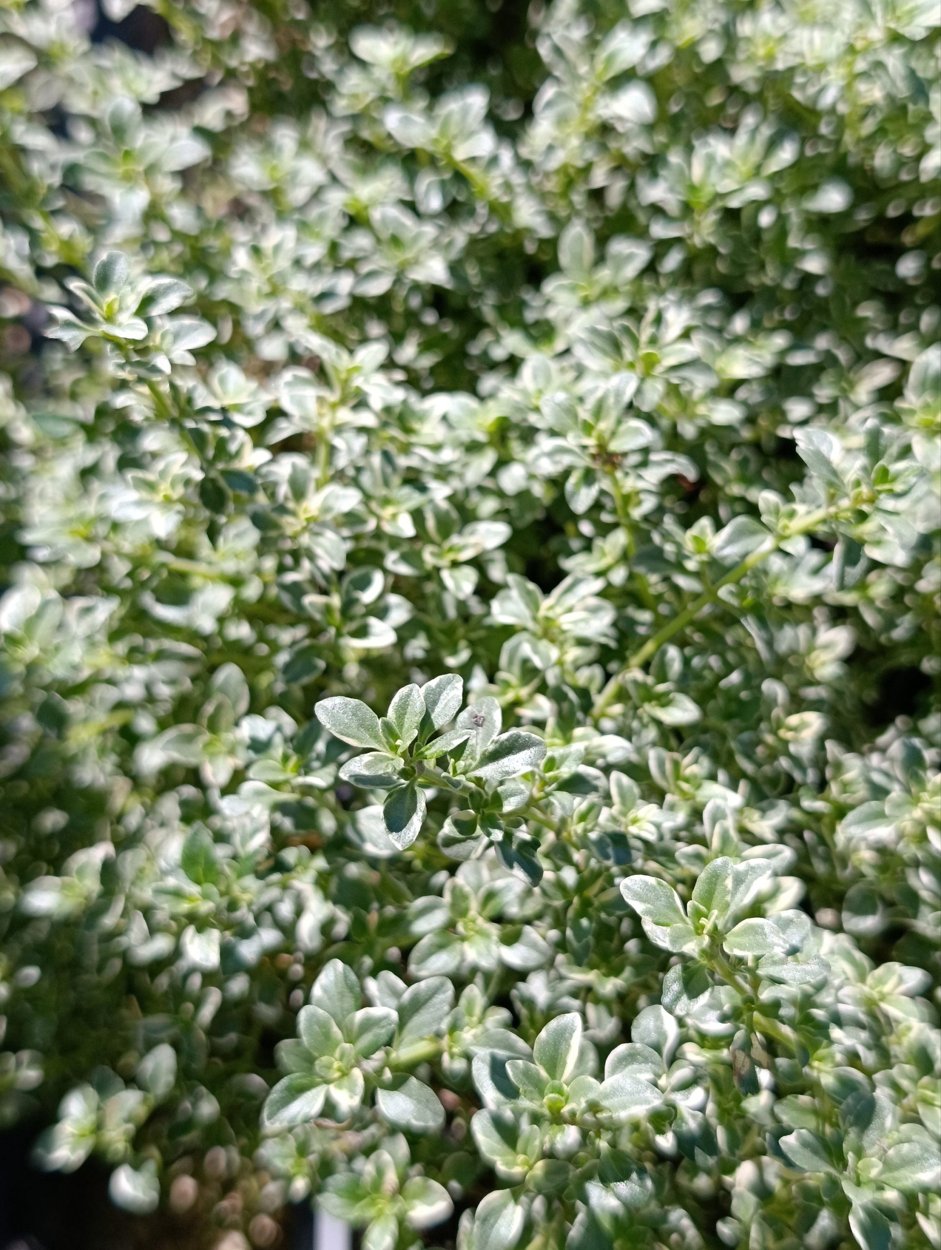 Thymus citriodorus «Lady D» (Timijan)