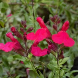 Salvia greggii (Grmolika kadulja)