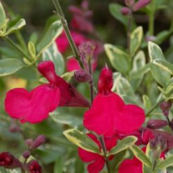 Salvia greggii «Variegata» (Grmolika kadulja)