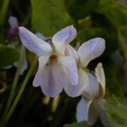 Viola odorata «Mrs R.O. Barlow» (Ljubica)