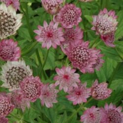 Astrantia major «Rosea» (Lisjak)