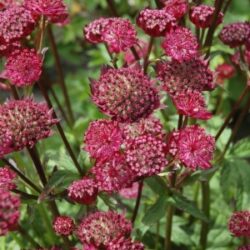 Astrantia major «Rubra» (Lisjak)