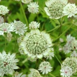 Astrantia major «Shaggy» (Lisjak)