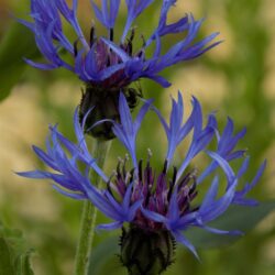 Centaurea montana  (Zečina)
