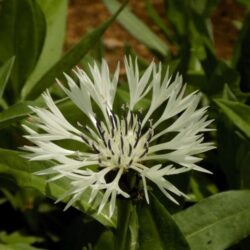 Centaurea montana «Alba» (Zečina)