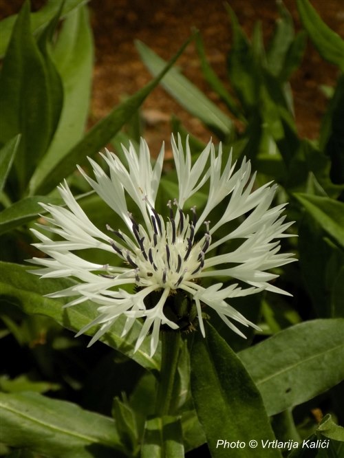 Centaurea montana «Alba» (Zečina)
