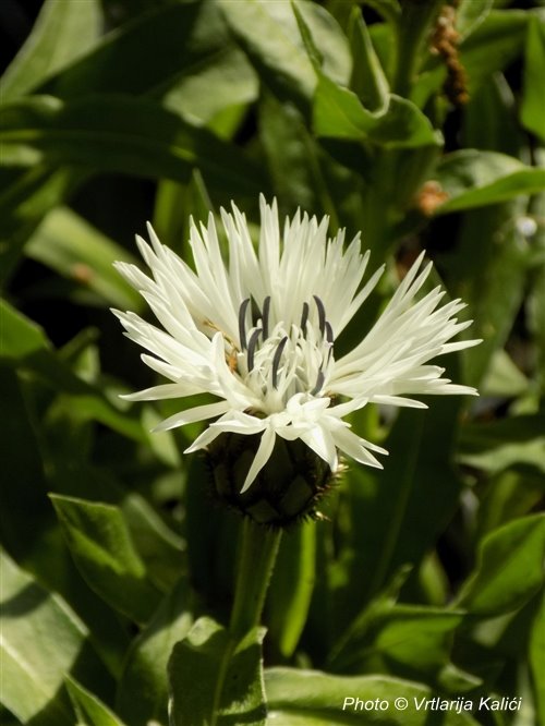 Centaurea montana «Alba» (Zečina) - Slika 2