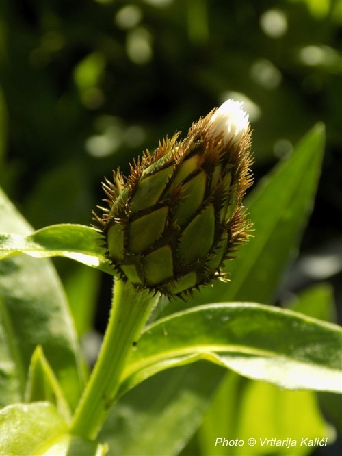 Centaurea montana «Alba» (Zečina) - Slika 3
