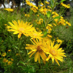Chrysopsis «Golden Sunshine» (syn Heteroteca villosa)  (Zlatni zvjezdan)