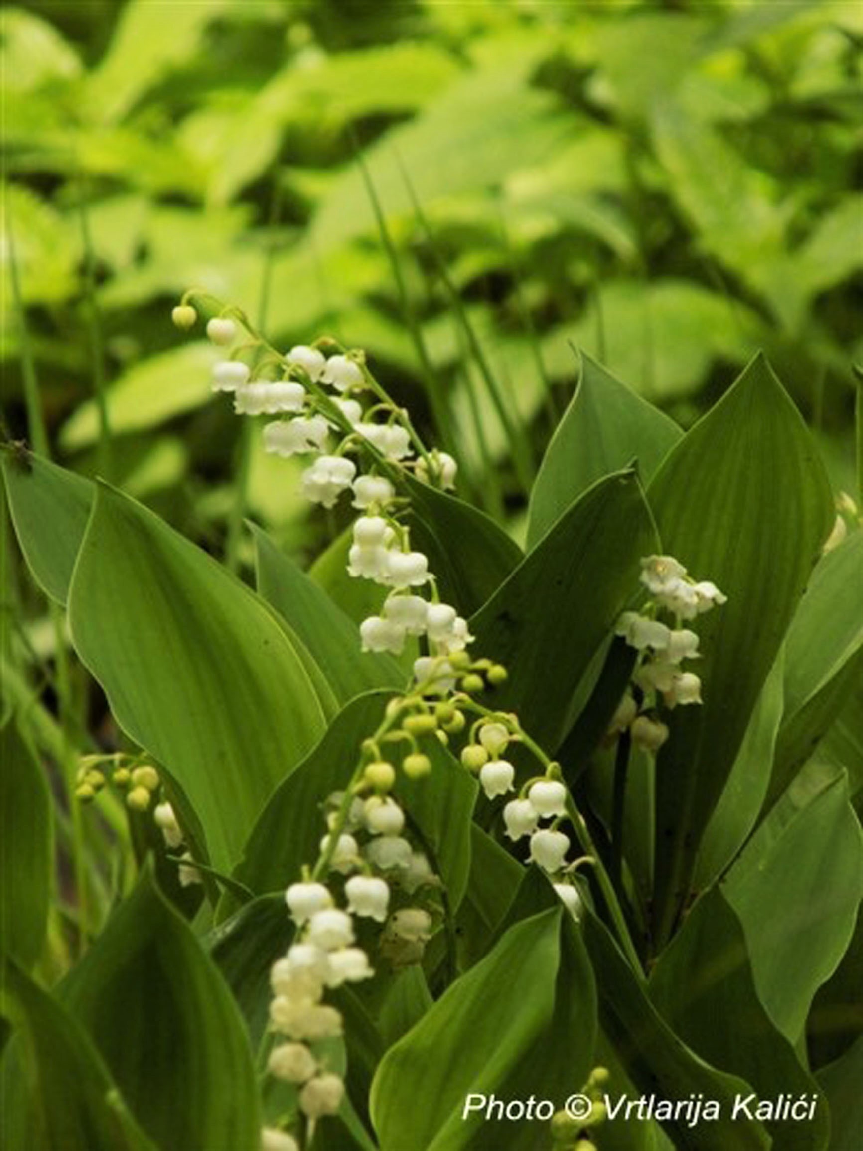 Convallaria majalis (Đurđica) - Slika 2