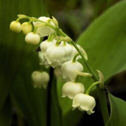 Convallaria majalis  (Đurđica)