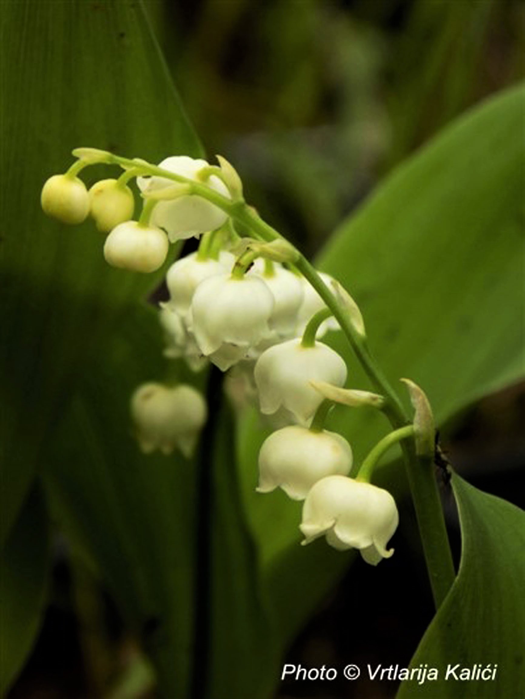 Convallaria majalis (Đurđica)