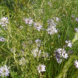 Catananche caerulea «Major»