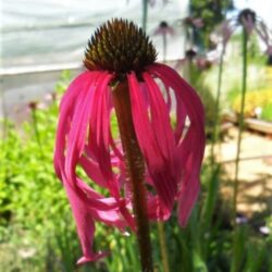Echinacea simulata  (Pupavica)
