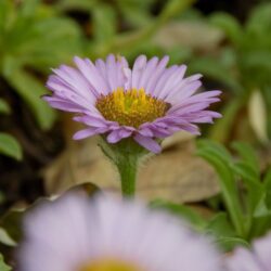 Erigeron glaucus  (Hudoljetnica)