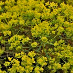 Euphorbia cyparissias «Fens ruby» (Mlječika)