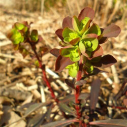 Euphorbia amygdaloides «Atropurpurea» (Mlječika)
